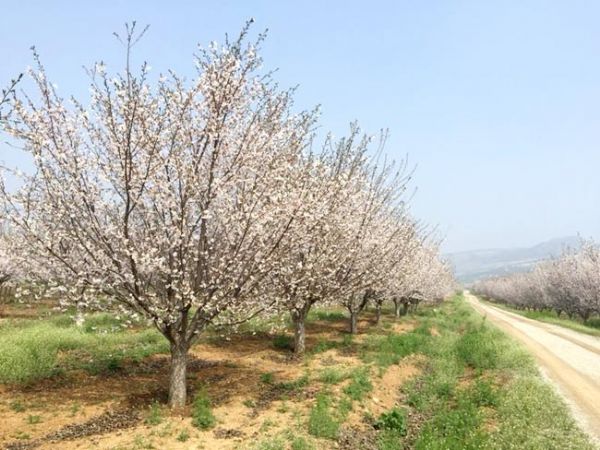 泰安华茂樱花浅析樱花对栽培环境的选择要求