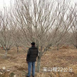 关山樱22公分